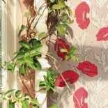 Poppies
