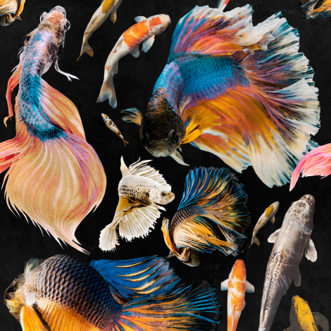 Gold Fish HD Wallpapers - Wallpaper Cave