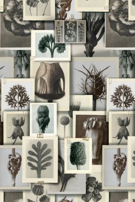 BLOSSFELDT'S ART FORMS