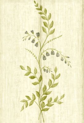 Auborn