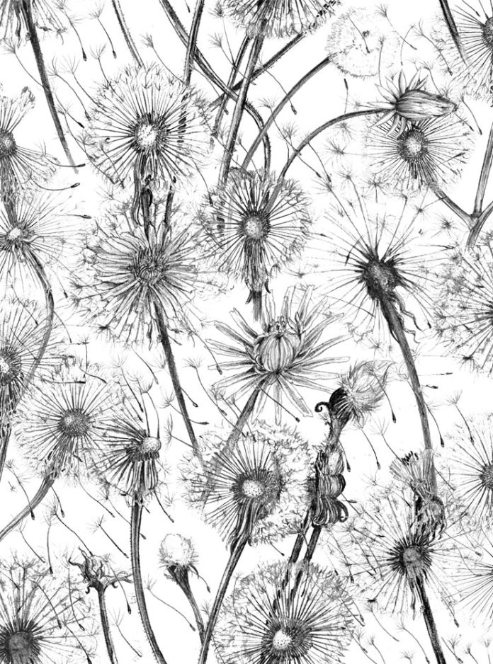 Dandelions