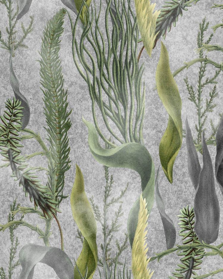 AQUATIC PLANTS