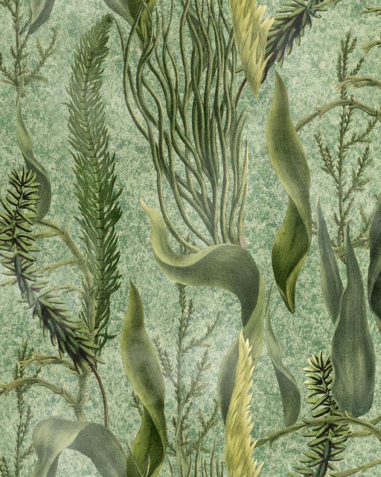 AQUATIC PLANTS